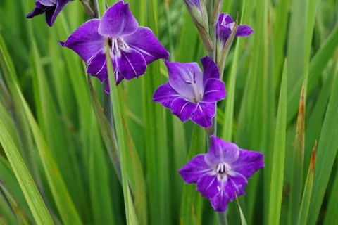 唐diol蒲,花,紫色,公园,牧场,草,绿色 唐diol蒲,花,紫色,公园,牧场,草,绿色