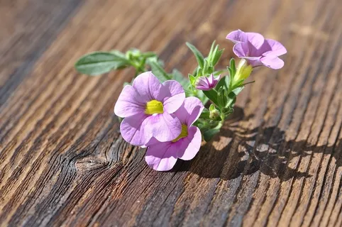 花,鲜花,粉红色,Zauberglockchen,木材,关闭 花,鲜花,粉红色,Zauberglockchen,木材,关闭