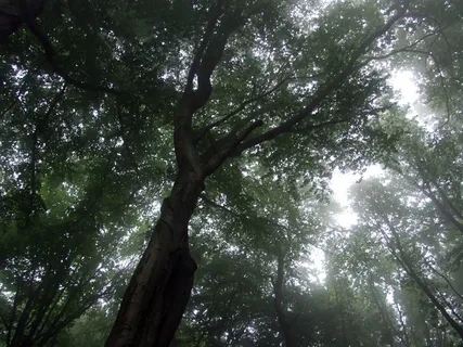 树,雾,森林 树,雾,森林