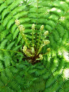 蕨类，植物，蕨菜，铺开，船只Sporenpflanze