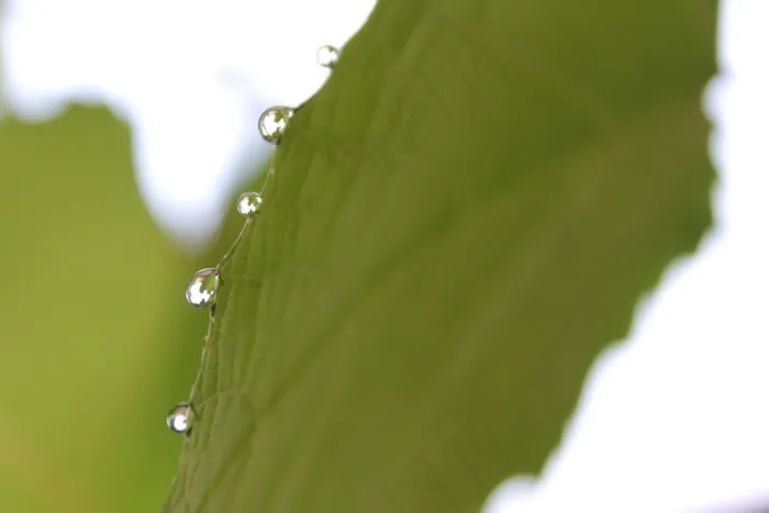 雨，下降，叶子，自然，滴植物叶子，水
