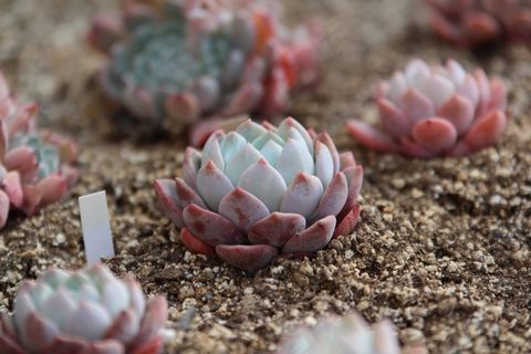 在其中的肉质，植物，肉质植物，鲜花，性质