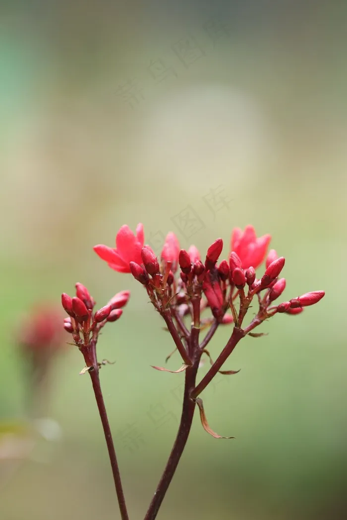 花，红色，春天，绿色，植物，性质，成长