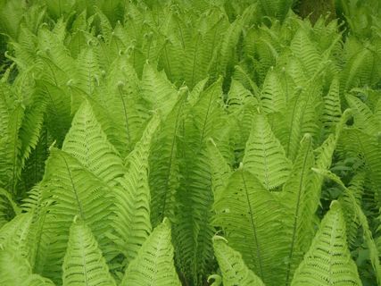 蕨类，植物，绿色，自然