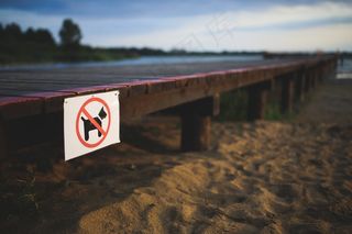 狗，迹象，不允许，海滩，狗，动物