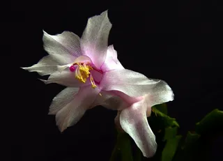 Weihnachtskaktus，仙人掌，白，关闭