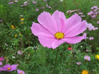 花，自然，春天，花的，植物，自然，开花