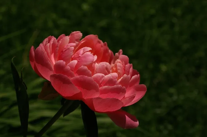 牡丹，开花，春天的花朵，花，多年生，粉红色