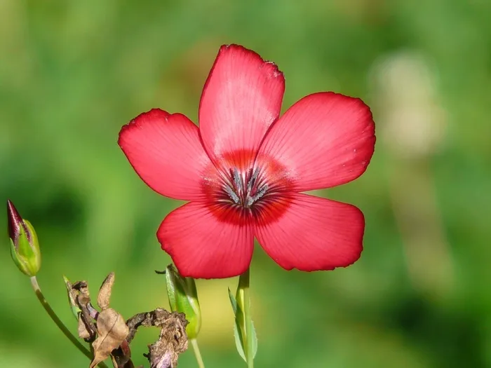 红莱恩，开花，花，红色，半透明