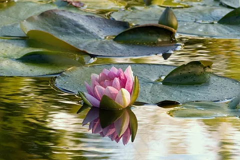 植物,睡莲,睡莲,水,池塘 植物,睡莲,睡莲,水,池塘
