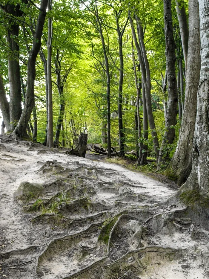 森林，树木，自然，风景，根，当然