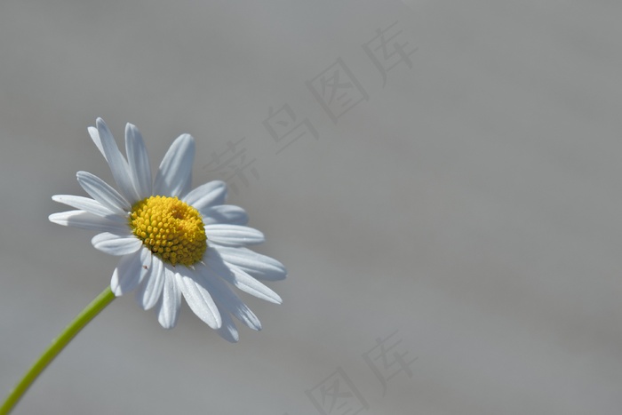 玛格丽特，花，宏，黄色，黛西