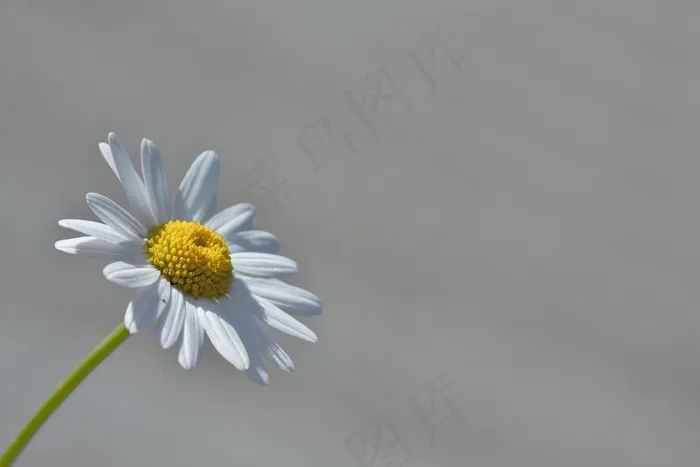 玛格丽特，花，宏，黄色，黛西