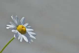 玛格丽特，花，宏，黄色，黛西