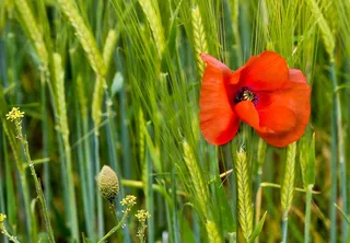 罂粟，开花，字段，红色，Mohngewaechs