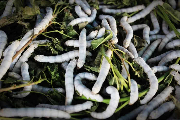 蚕，丝绸，蠕虫，茧，特写，泰国