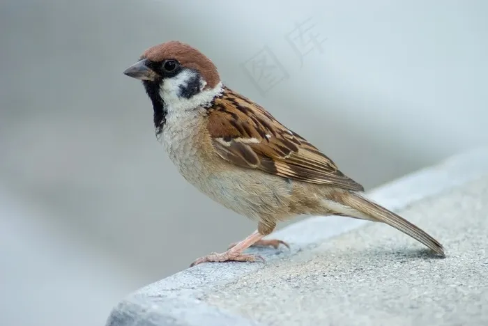 麻雀，鸟，栖息，壁架，常见，野生动物