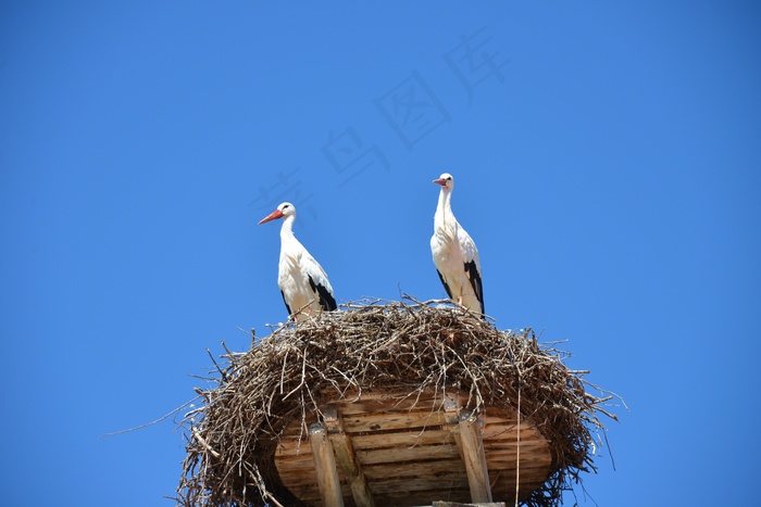 Storchennest，巢，鹳，鸟类，动物，拨浪鼓鹳