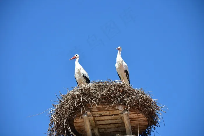 Storchennest，巢，鹳，鸟类，动物，拨浪鼓鹳