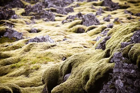 绿色，苔，冰岛，熔岩，岩，性质，植物