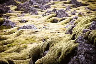 绿色，苔，冰岛，熔岩，岩，性质，植物