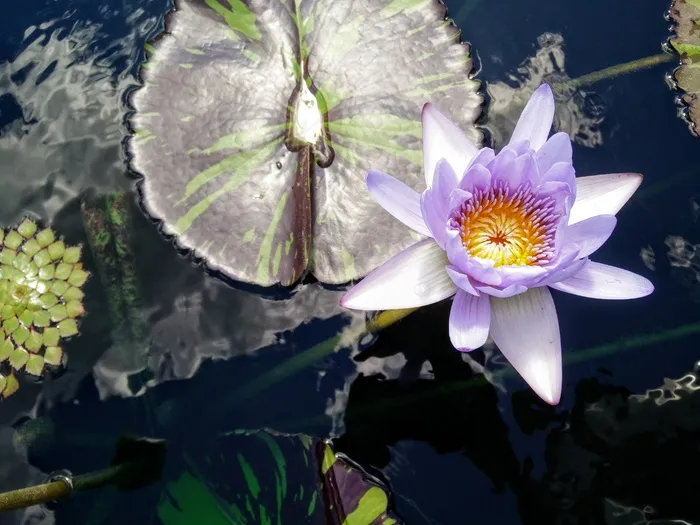 莲花，百合，垫，水，性质，花，盛开