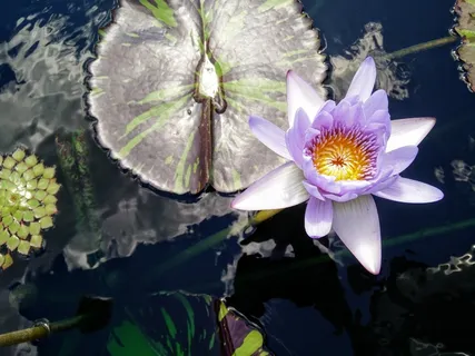 莲花,百合,垫,水,性质,花,盛开 莲花,百合,垫,水,性质,花,盛开