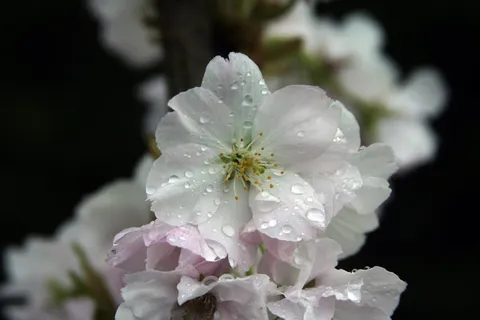 花,鲜花,植物区系,花园,雨,湿,雨滴 花,鲜花,植物区系,花园,雨,湿,雨滴