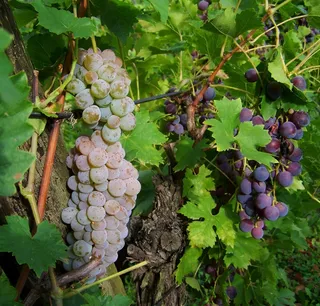 葡萄，水果，白蓝葡萄