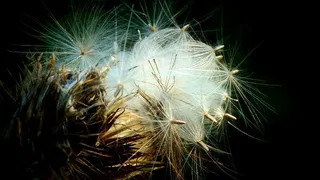 花，黑色背景，性质，植物，宏