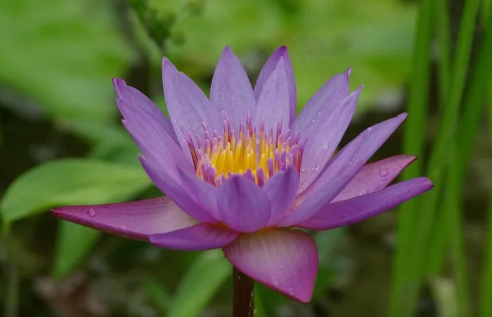 睡莲，花，盛开，开花，性质，紫色