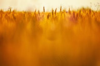 麦田,天空,小麦,粮田,芦苇,场黄色模糊粮食