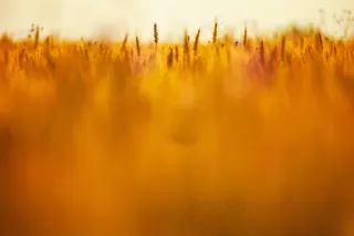 麦田,天空,小麦,粮田,芦苇,场黄色模糊粮食