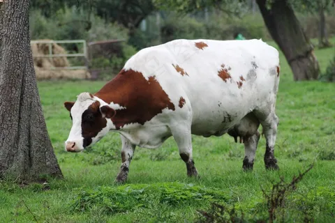 牛,牛肉,Weidetier,棕白色,农场动物 牛,牛肉,Weidetier,棕白色,农场动物