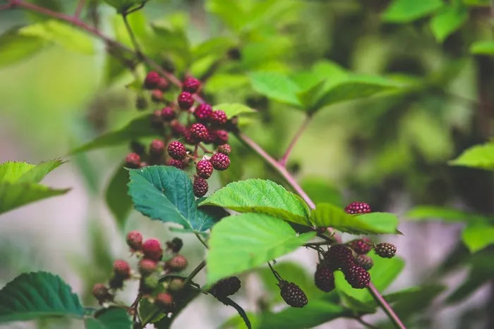 花卉,美洲商陆,接骨木果,美商陆,欧洲红老,年轻的黑莓二
