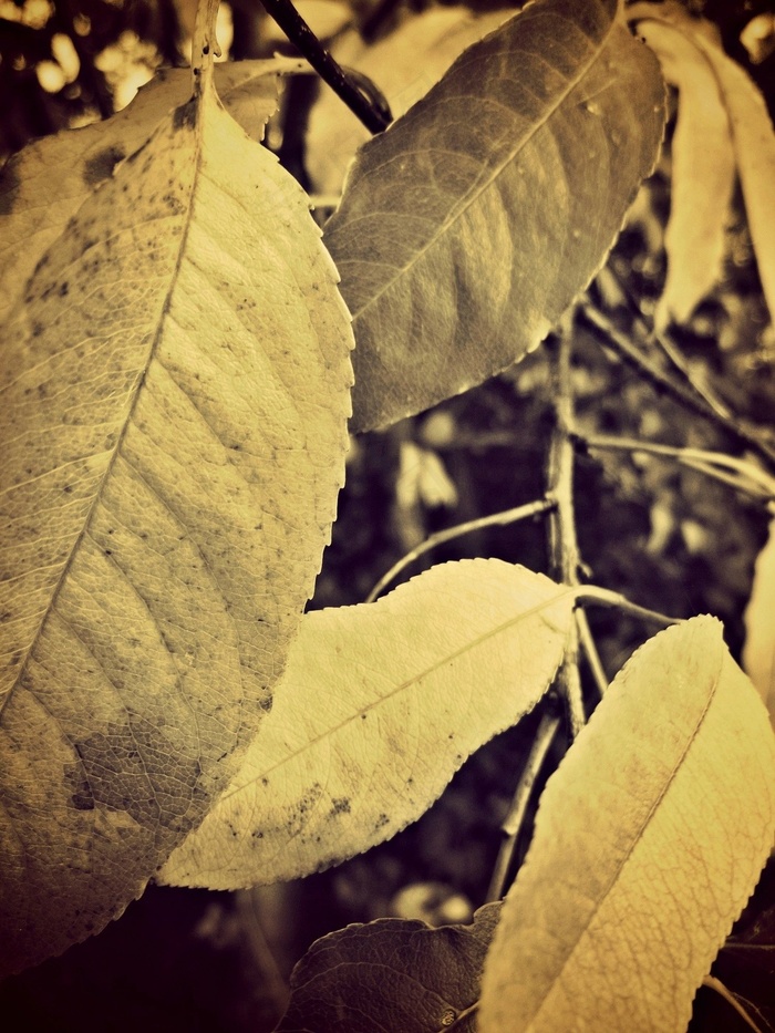 叶子，布什，绿色，植物，性质，花园，树