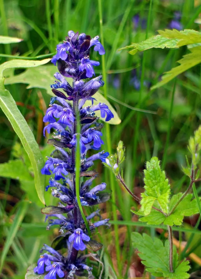 号角，Ajuga，AjugaGünsel，尖的花，唇形科