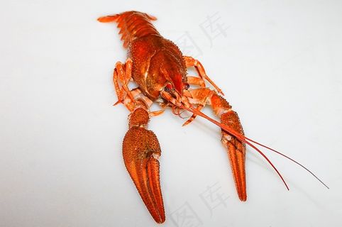 癌症，红色，吃，剪切，动物，眼睛，食品