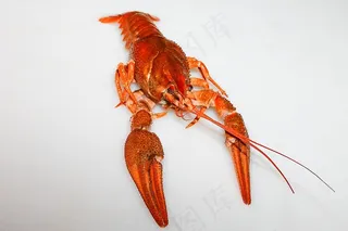 癌症，红色，吃，剪切，动物，眼睛，食品