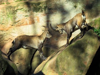 动物，摩ri座，山，角，战斗，高山