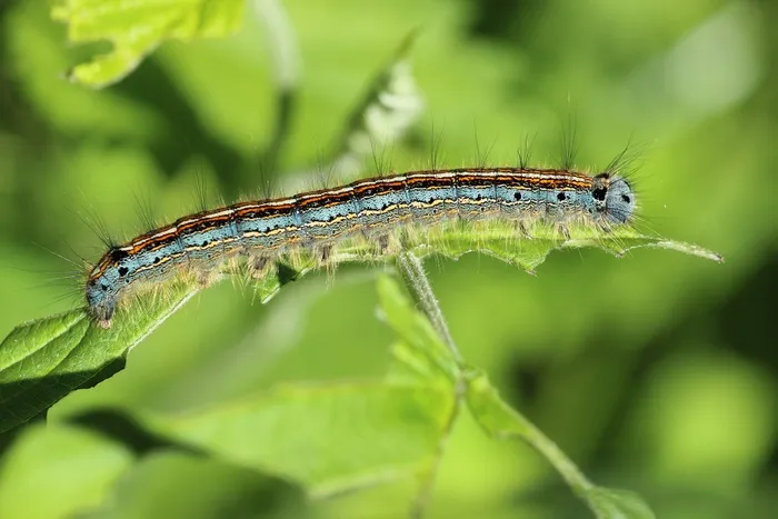 Ringelspinner，毛毛虫，昆虫，毛，关闭，颜色