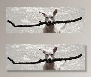 狗，警棍，水，检索，海滩，播放，乐趣，沧海