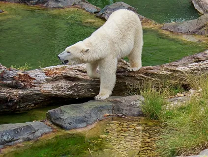 北极熊，熊，动物园，动物，动物世界，生物