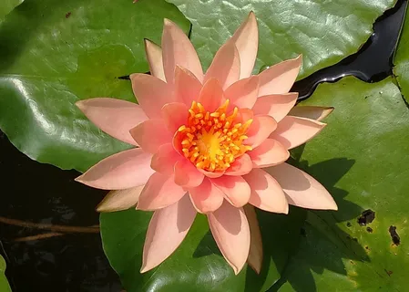 睡莲,睡莲科,百合,花,池塘,水 睡莲,睡莲科,百合,花,池塘,水