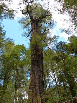 雨林，绿色，植物，森林，叶，自然