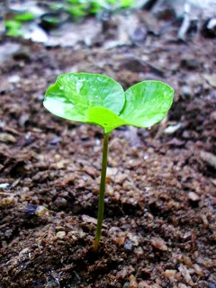 芽菜,叶,生长,滴植物叶子,水,植物 芽菜,叶,生长,滴植物叶子,水,植物