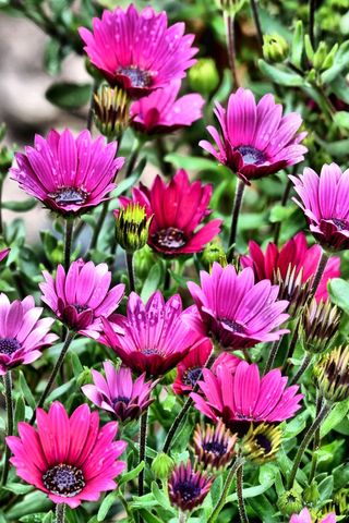 鲜花，花园，花的，植物，开花，夏天