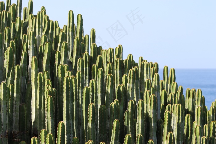 仙人掌，植物，刺激，多刺，绿色，海，荆棘