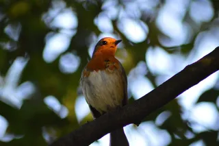 罗宾，鸟，红罗宾