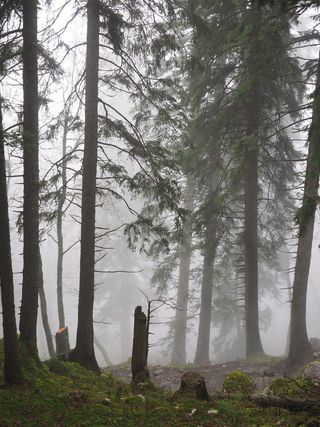 风暴破坏，森林，大火，雾，森林，树木